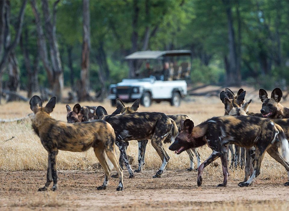 How to Plan a Safari to See Wild Dogs in Tanzania