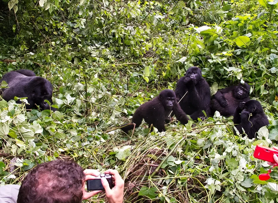 How to plan Gorilla Safari in Rwanda from Sweden