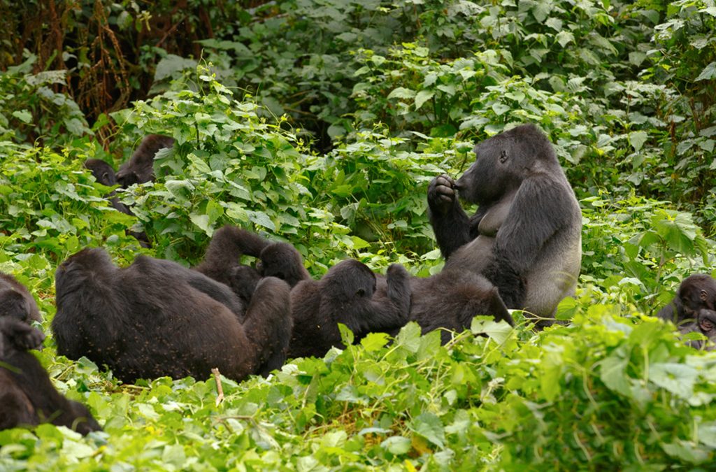 How to plan Gorilla Safari in Uganda from Sweden