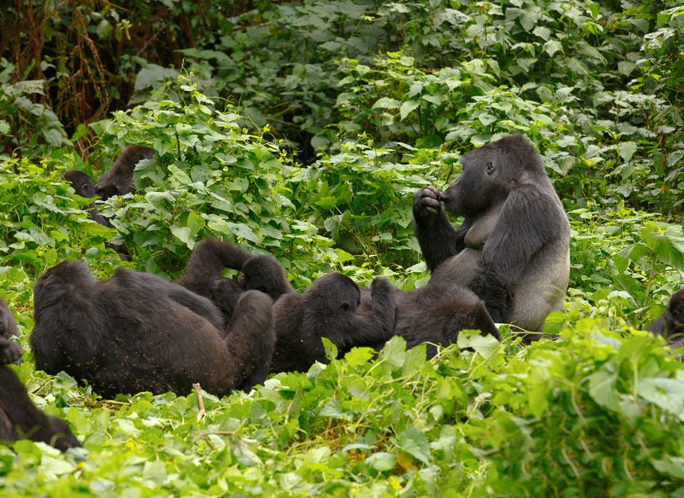 How to plan Gorilla Safari in Uganda from Sweden