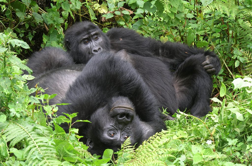 How to plan Primates Adventure in Uganda