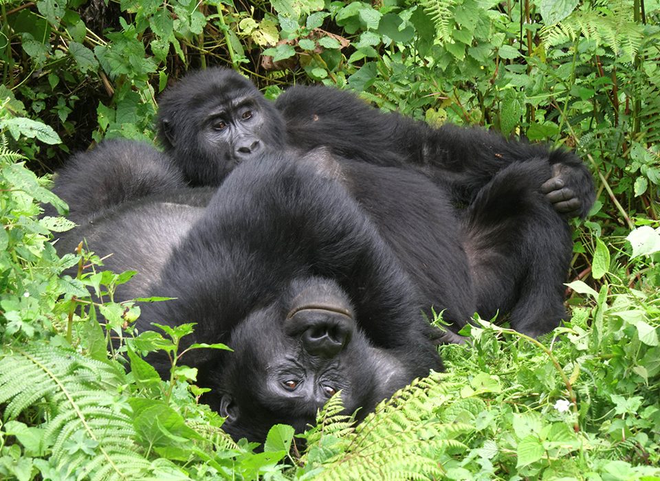How to plan Primates Adventure in Uganda