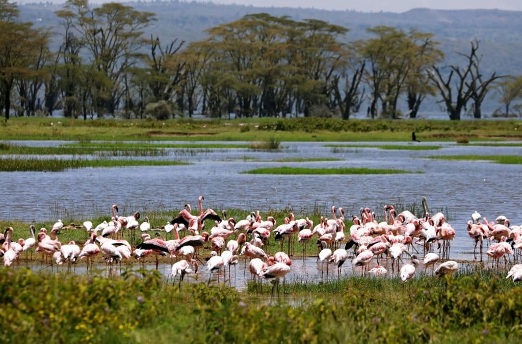 Lake Nakuru and Volcanoes National Park in One Safari