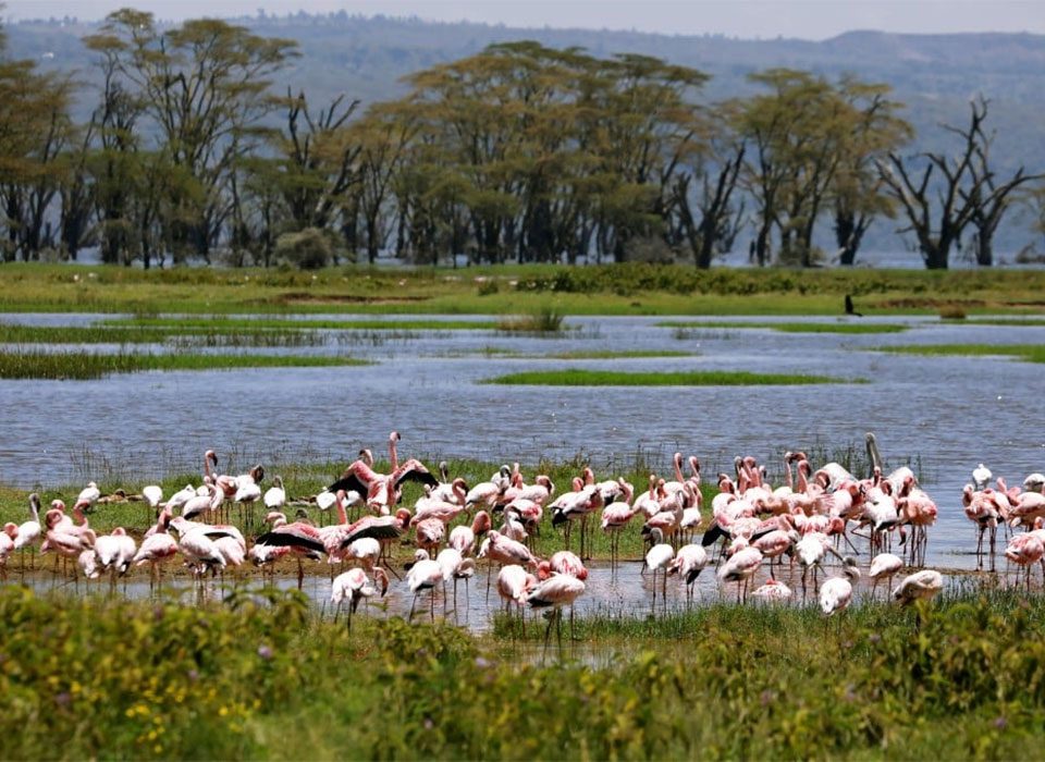 Lake Nakuru and Volcanoes National Park in One Safari
