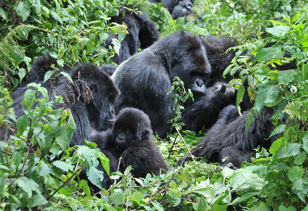 What is the cost of 3-Day Gorilla Safari to Bwindi