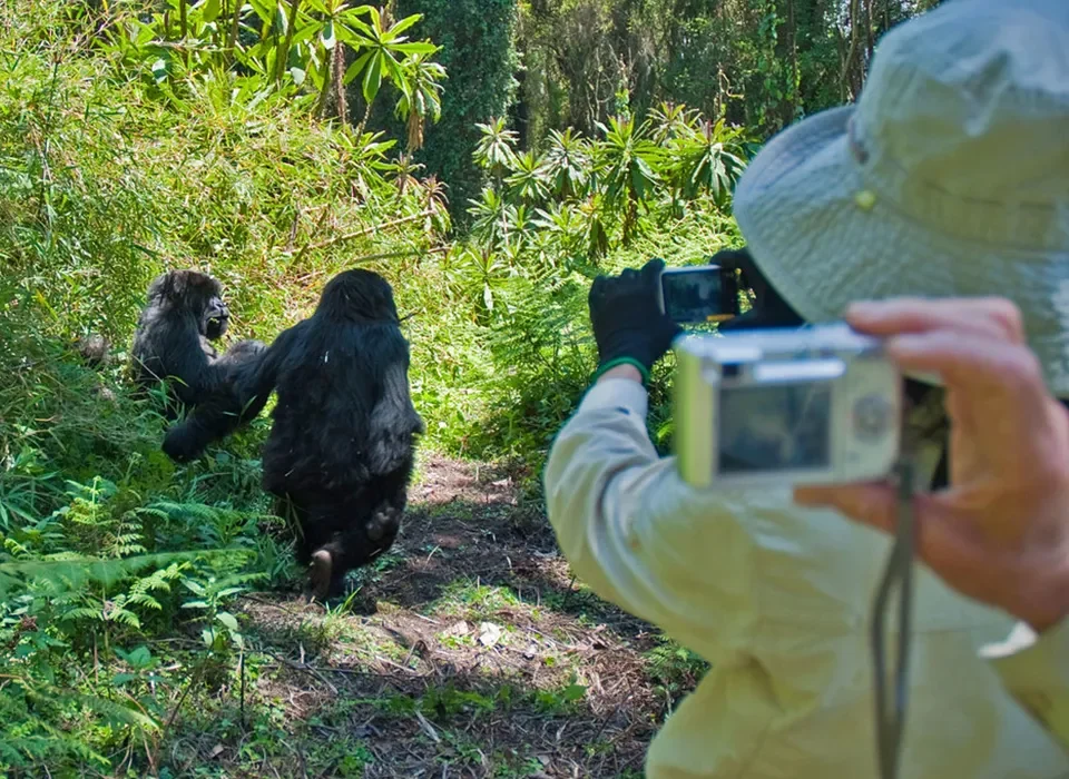Rwanda Primates & Birding Safari Guide