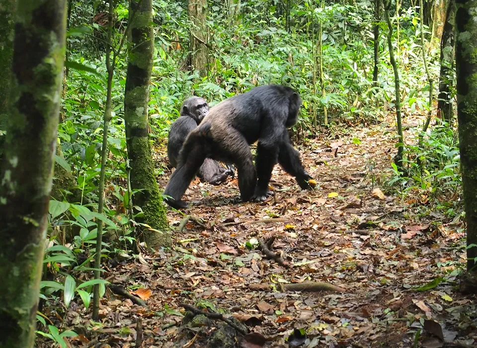 Tracking Chimpanzees in Kibale After Tanzania’s Wild Wonders