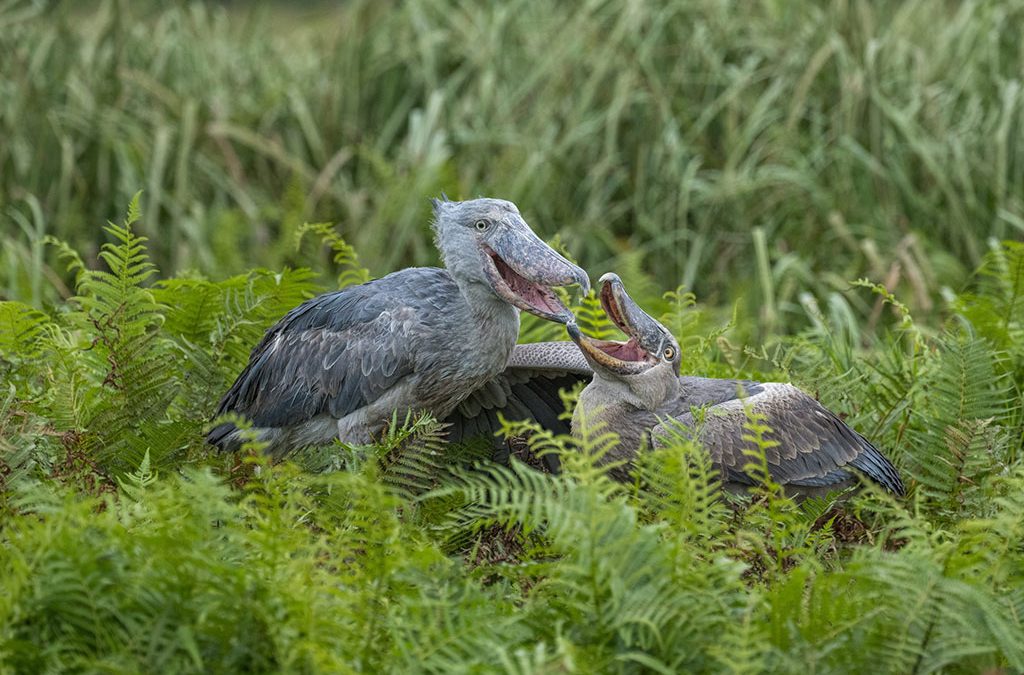 Ultimate Uganda Birding Safari: Gorillas, Chimps & Wildlife in 17 Days