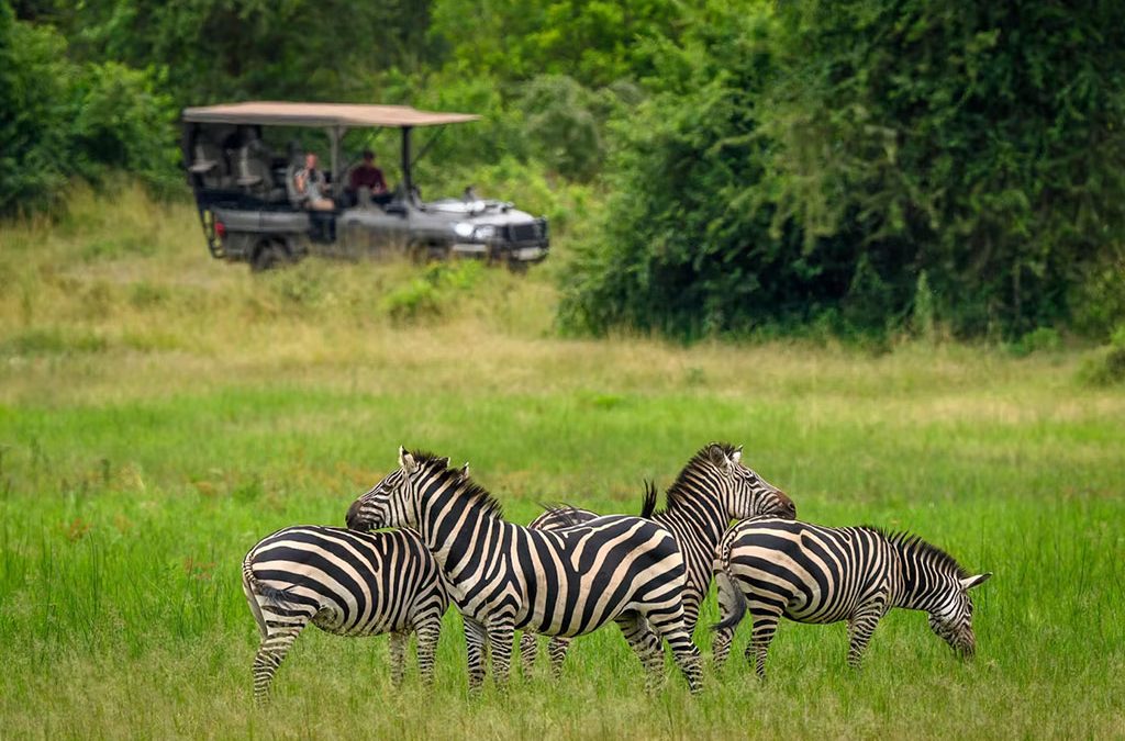 What is the cost of 1-Day Safari to Akagera National Park