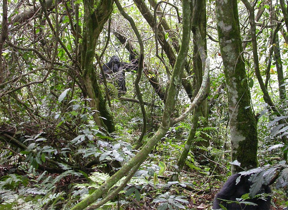 What is the cost of 3-Day Gorilla Safari to Bwindi