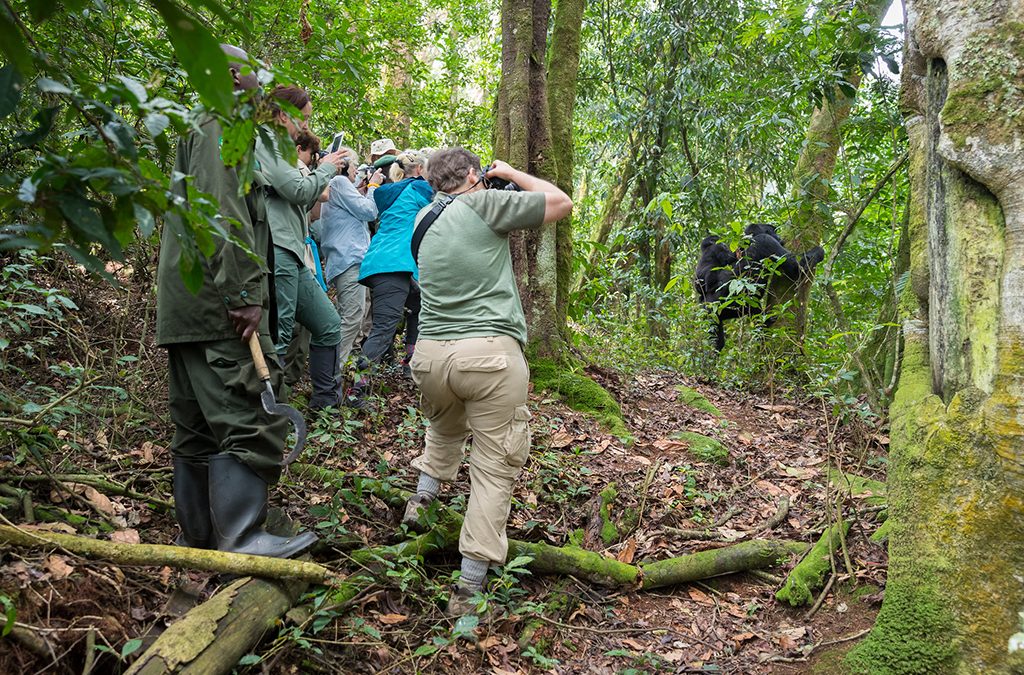 What is the cost of 4 Days Mid-Range Uganda Gorilla Safari