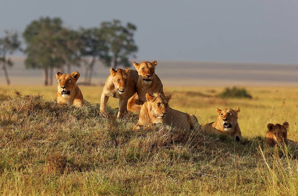 What is the cost of Kenya – Uganda Safari?