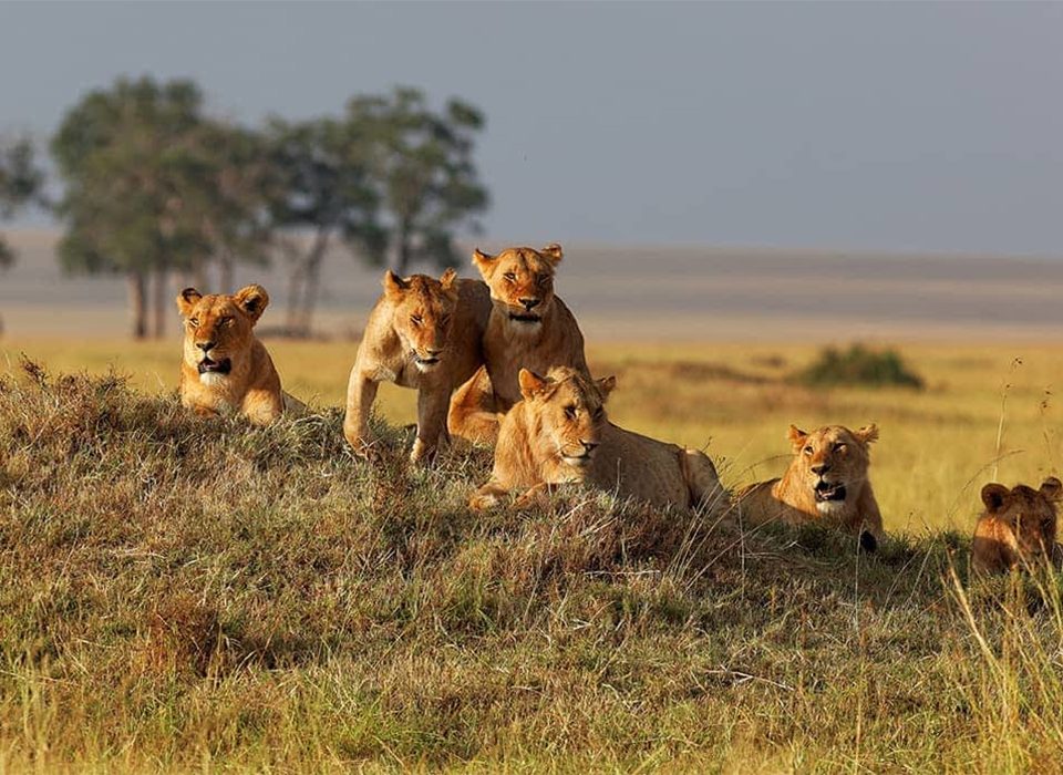 What is the cost of Kenya – Uganda Safari?