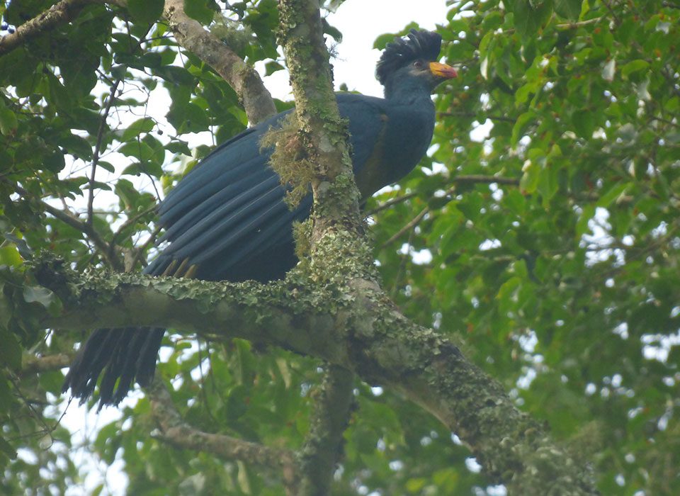 What to Pack for a Birding Safari in Uganda
