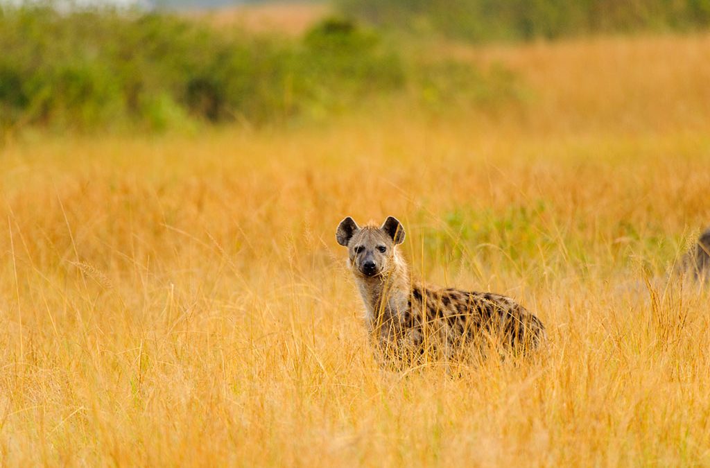 Where to See Spotted Hyenas in Uganda
