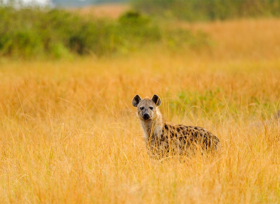 Where to See Spotted Hyenas in Uganda