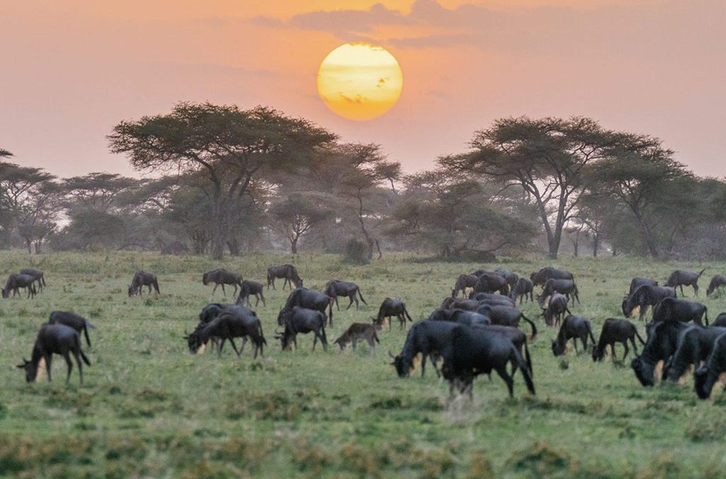 Wild Encounters From Serengeti Plains to Bwindi Hills