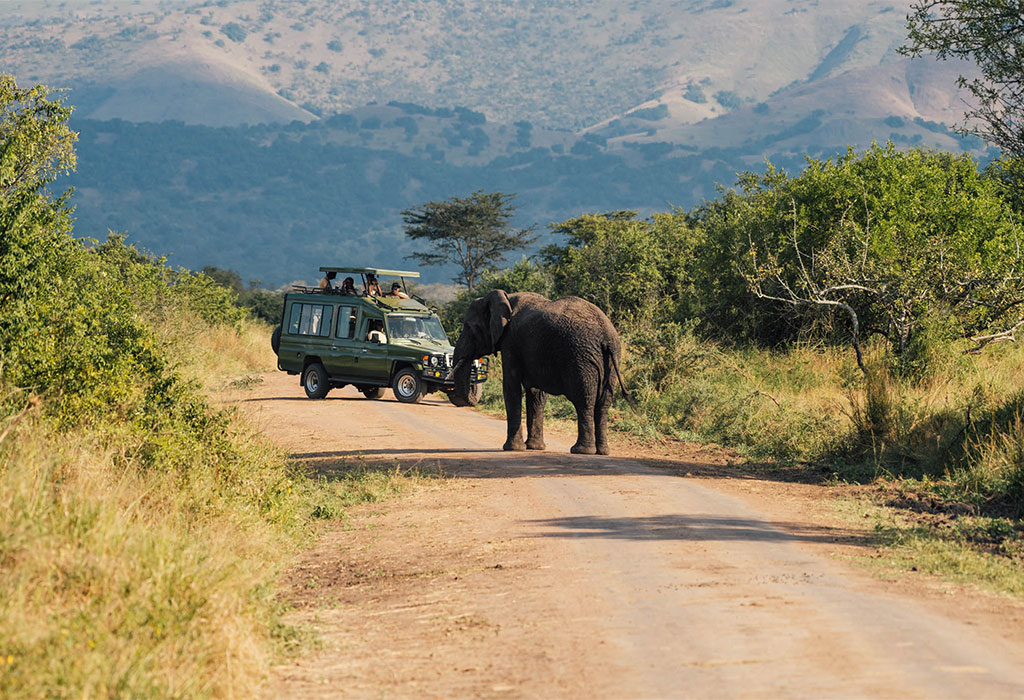 Top 10 Animals to See in Rwanda