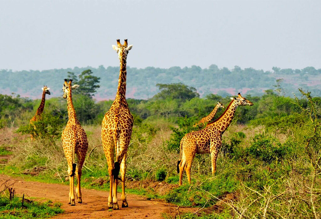 Top 10 Animals to See in Rwanda