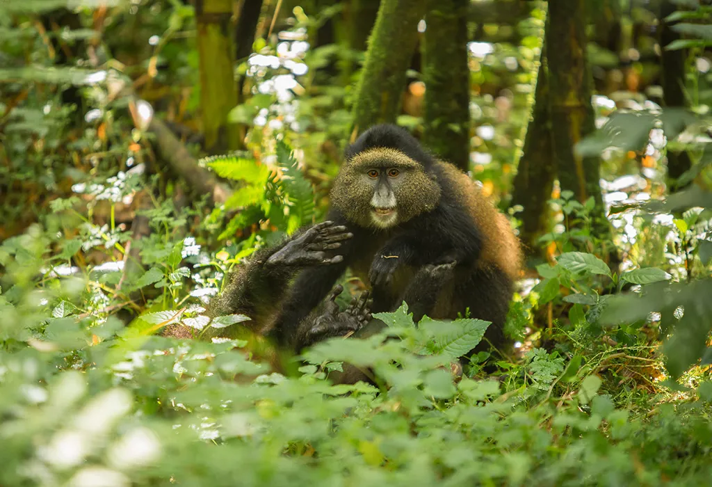 Top 10 Animals to See in Rwanda