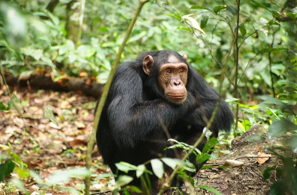 Guide to Chimpanzee Trekking with Murchison Falls Game Safari