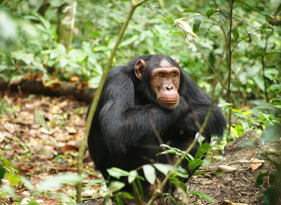 Guide to Chimpanzee Trekking with Murchison Falls Game Safari