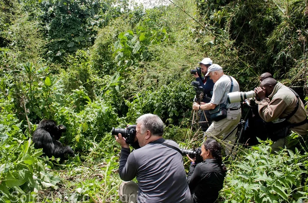 How to Choose the Best Gorilla Tour Package in Rwanda