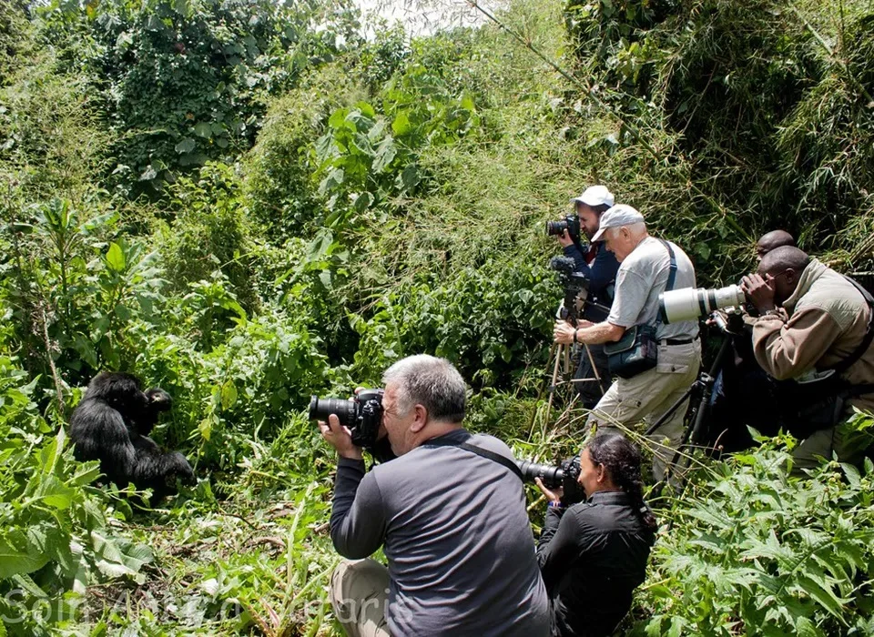 How to Choose the Best Gorilla Tour Package in Rwanda