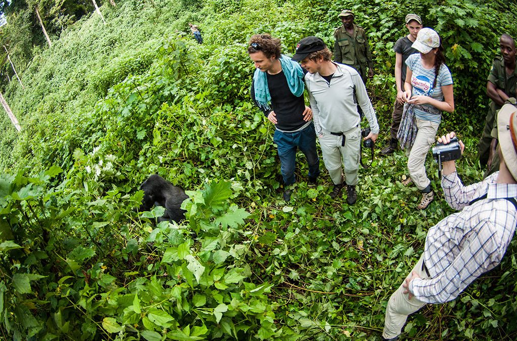 How to Plan Double Gorilla Trekking in Bwindi – Uganda