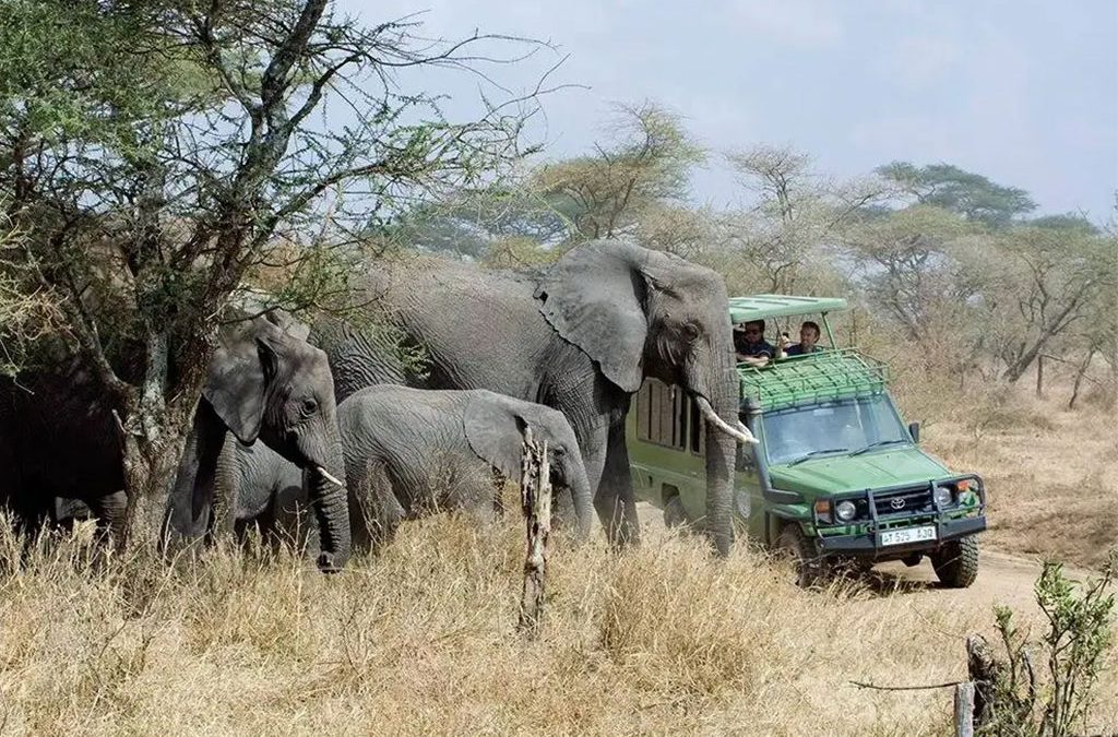 How to combine Game Drives in Akagera with Gorillas in Mgahinga