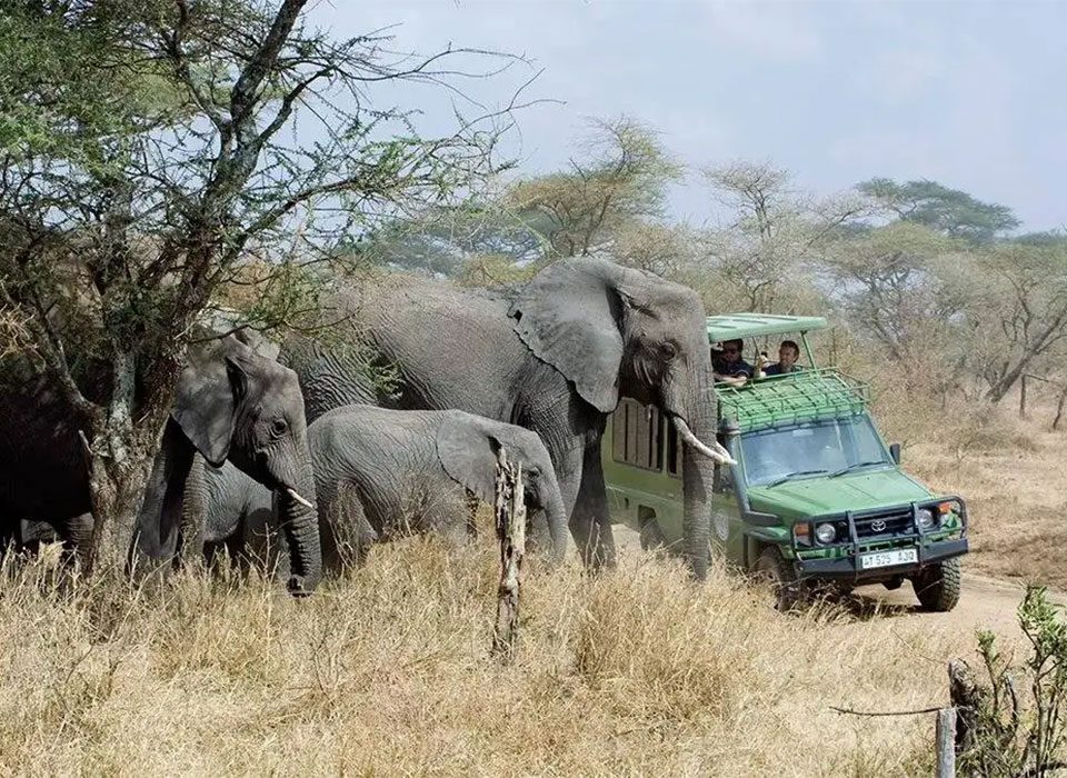 How to combine Game Drives in Akagera with Gorillas in Mgahinga