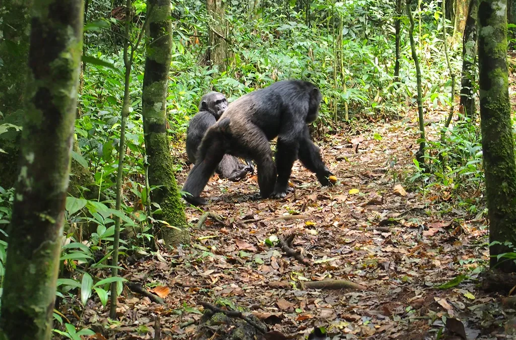 How to plan Chimpanzee Trekking with Bigodi Walk