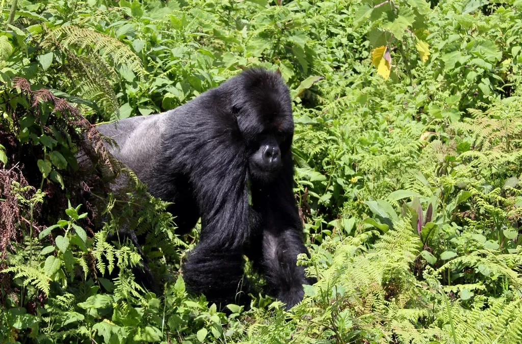 How to plan Gorilla Trekking with Lake Mburo Safari