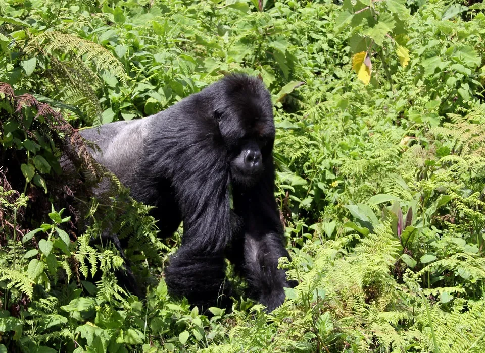 How to plan Gorilla Trekking with Lake Mburo Safari