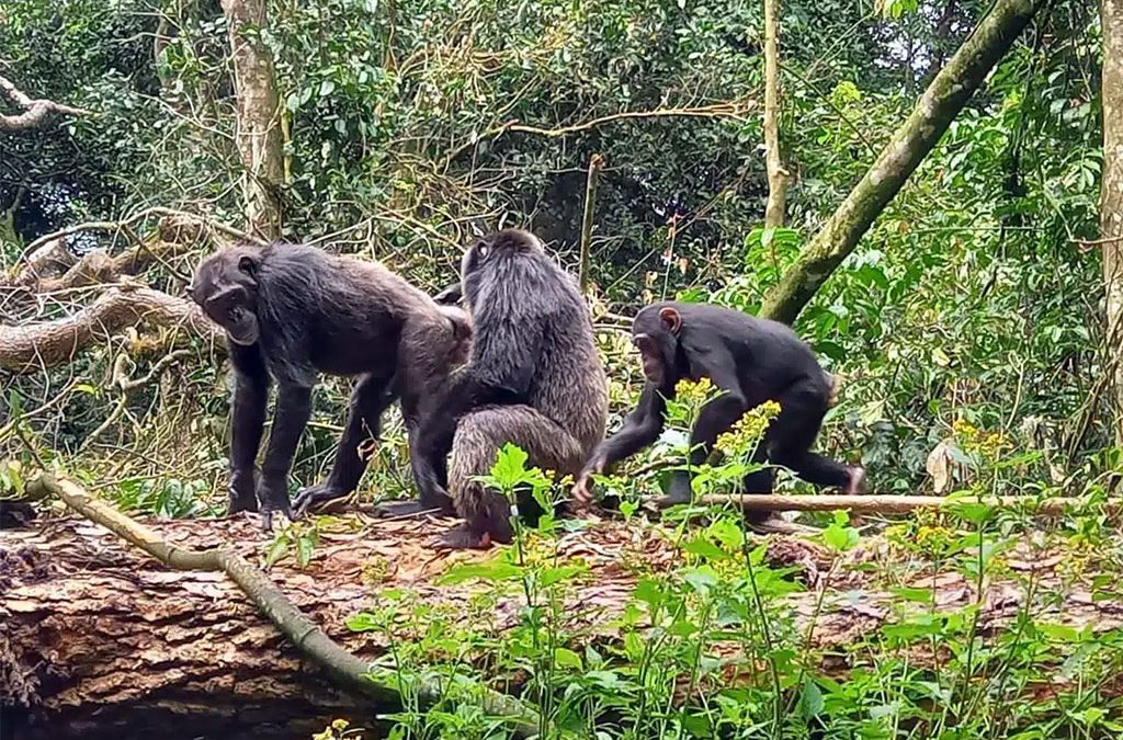 Kyambura vs Kalinzu Forest for Chimps Near Queen Elizabeth Park