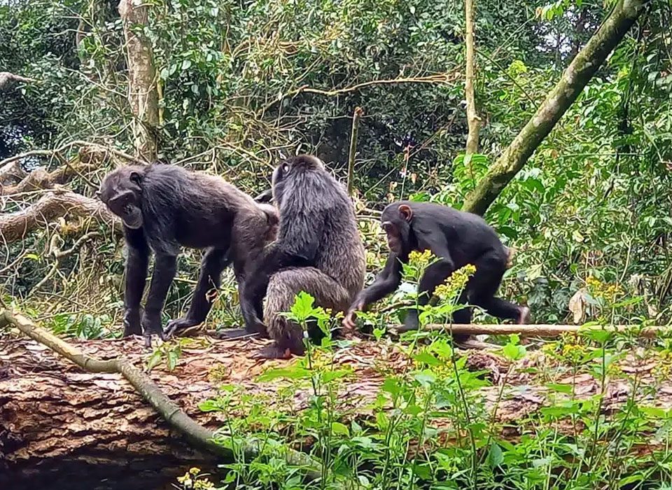 Kyambura vs Kalinzu Forest for Chimps Near Queen Elizabeth Park