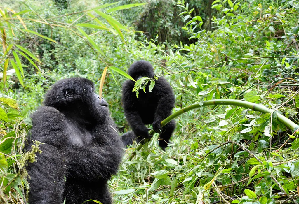 Top 10 Animals to See in Rwanda