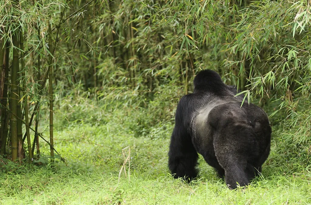 Step-by-Step Guide to Gorilla Trekking in Rwanda