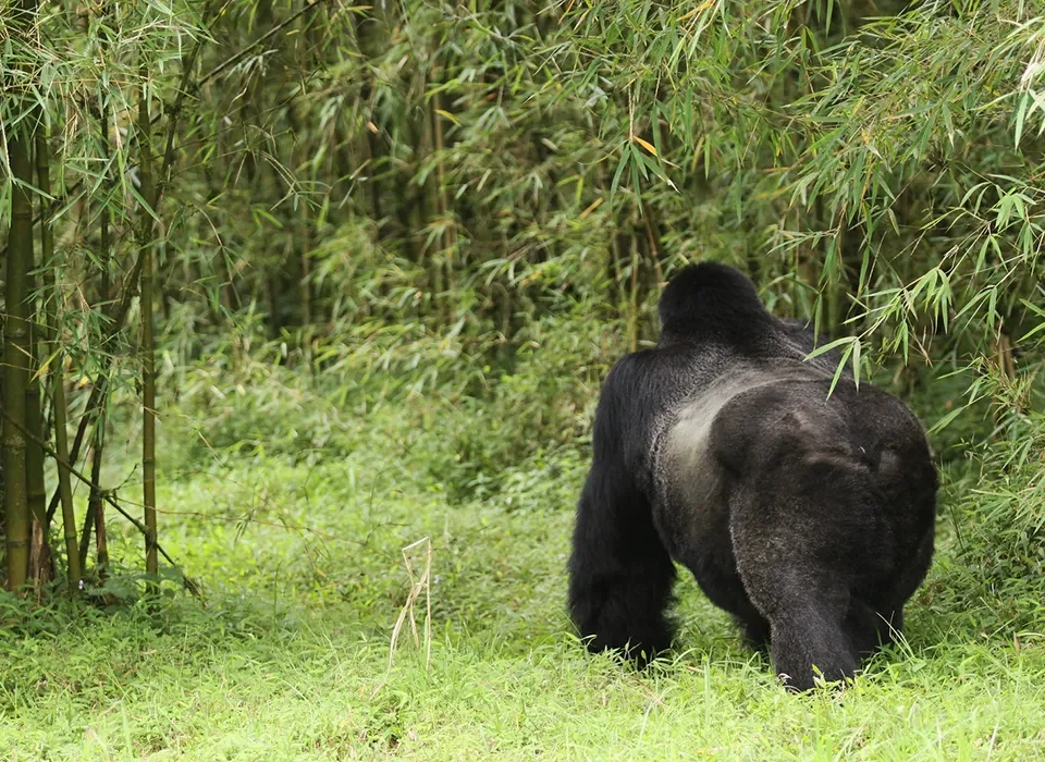 Step-by-Step Guide to Gorilla Trekking in Rwanda