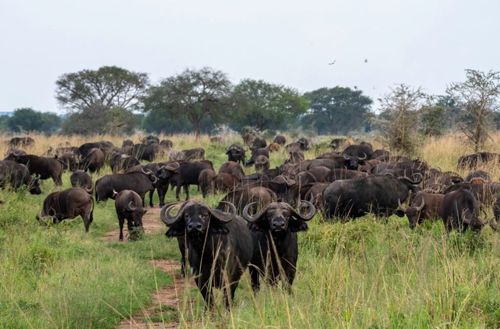 The cost of Gorilla Trekking with Kidepo Safari