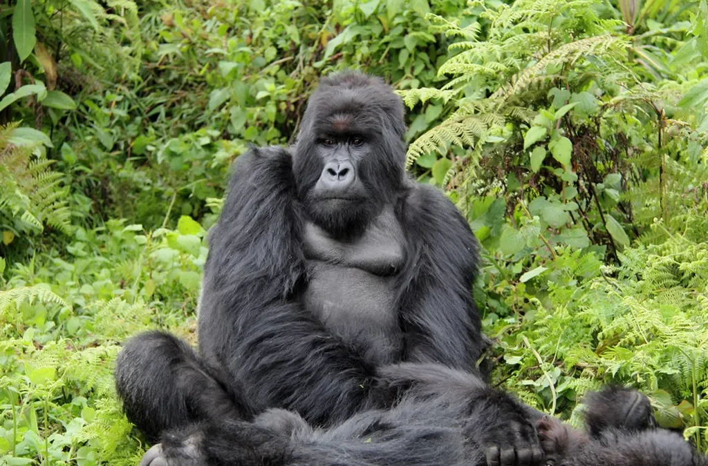 Top 10 Animals to See in Rwanda
