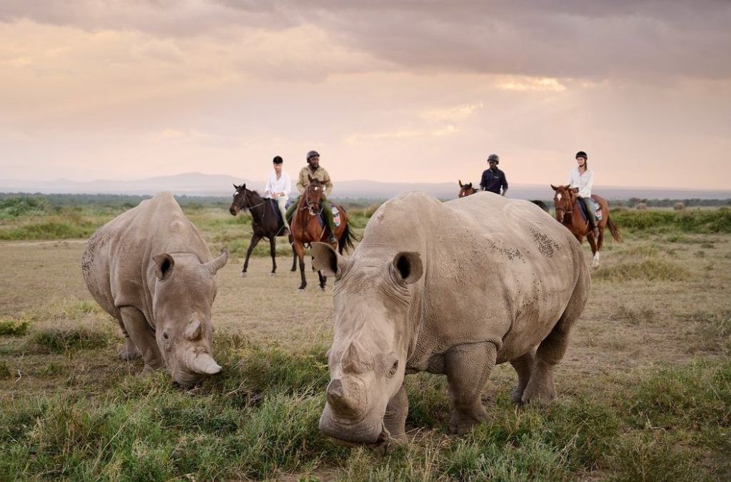 Why Visit Ol Pejeta Conservancy