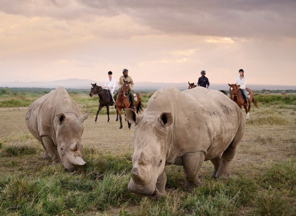 Why Visit Ol Pejeta Conservancy