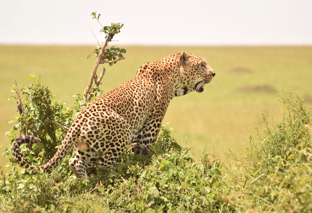 Top 10 Animals to See in Rwanda