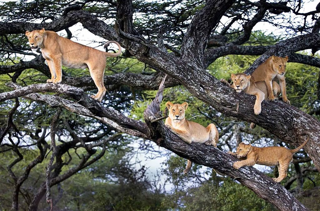 Comparing Lake Manyara with Queen Elizabeth for Tree Climbing Lions