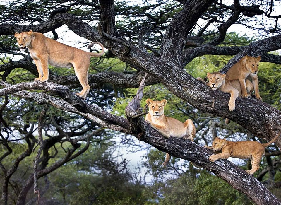 Comparing Lake Manyara with Queen Elizabeth for Tree Climbing Lions