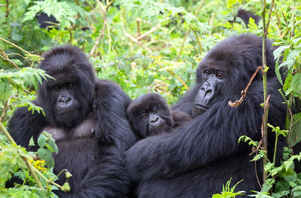 How to Plan a Gorillas and Mountain Sabinyo Hiking Safari in Uganda