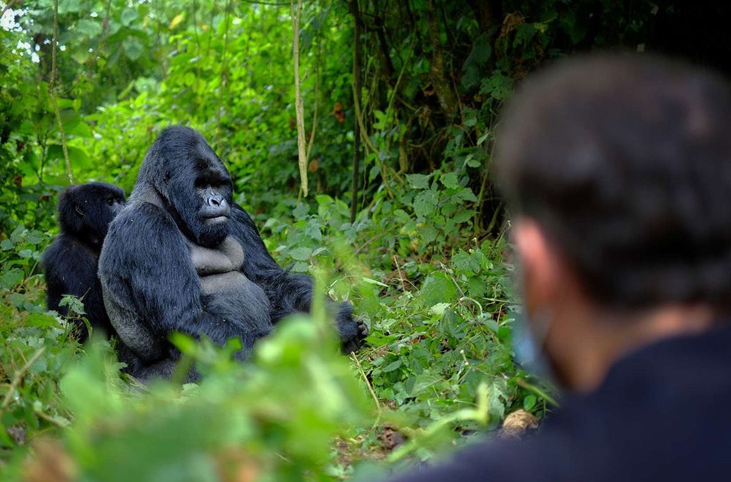 Luxury Gorilla Trekking and Lake Bunyonyi in Uganda