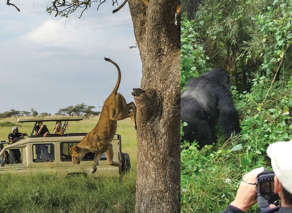 Tanzania and Rwanda for First-Time Safari Travelers