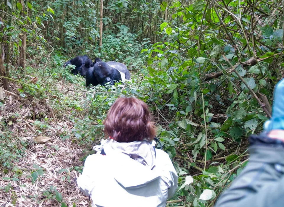 Top 5 Best Uganda Itinerary Ideas